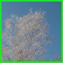 樹氷